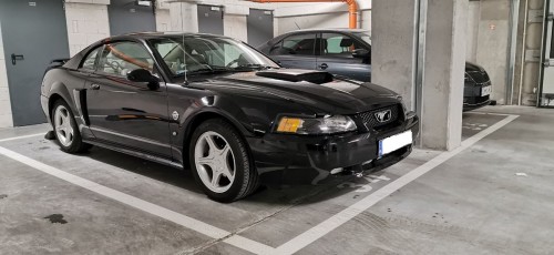 Mustang.jpg